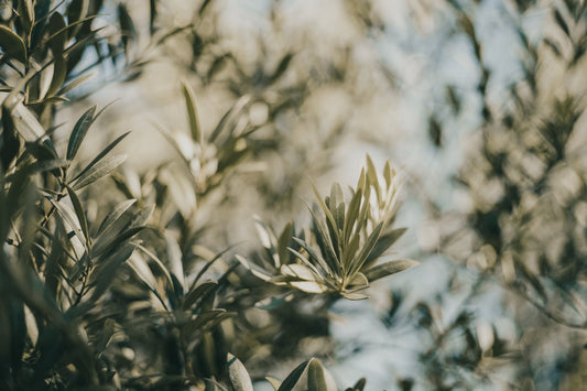 I am Like an Olive Tree