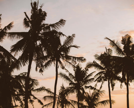Flourish Like a Palm Tree